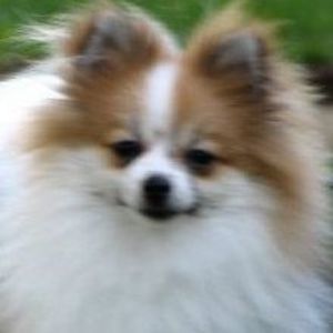 Meet your Posher, Masik